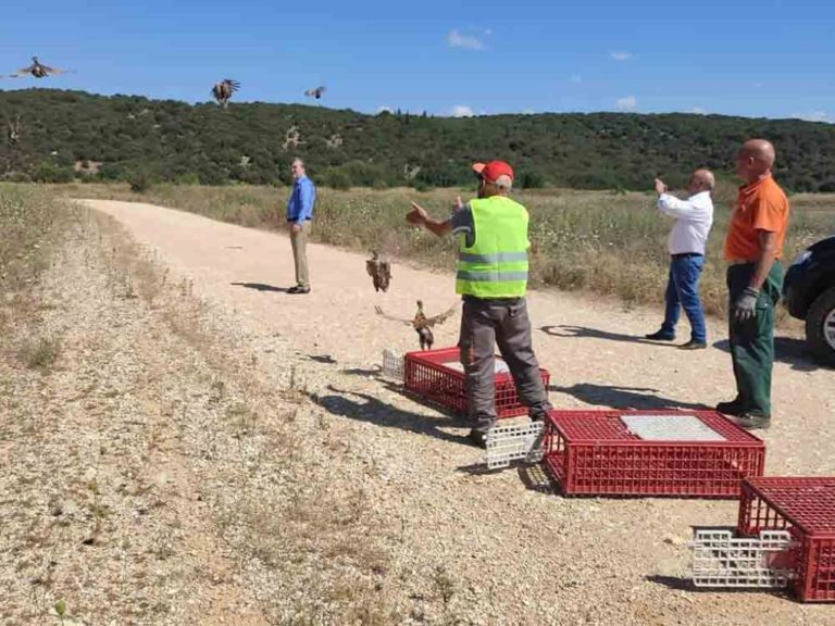 Απελευθέρωση φασιανών από τον 1ο Κυνηγετικό Σύλλογο και το Δασαρχείο Τρίπολης