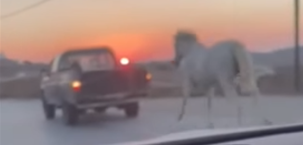 Μύκονος: Έδεσαν άλογο με σχοινί και το έσερναν με αγροτικό (video)