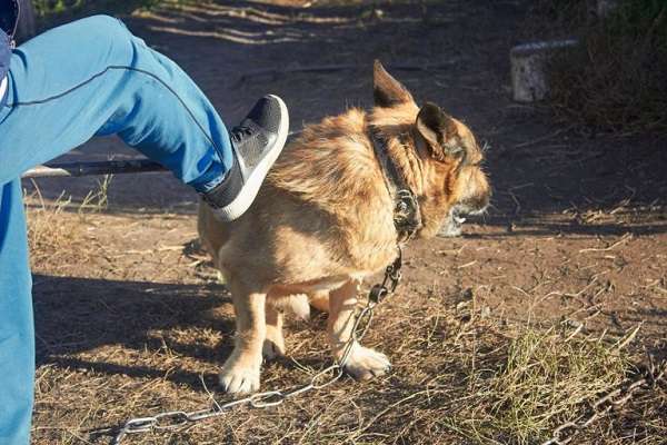 Το ψυχιατρικό προφίλ των ανθρώπων που κακοποιούν ζώα  