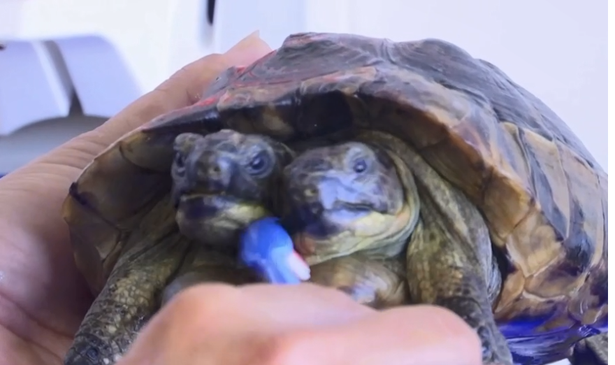 Ο Ιανός κλείνει τα 25 και γίνεται η γηραιότερη εν ζωή δικέφαλη χελώνα στον κόσμο
