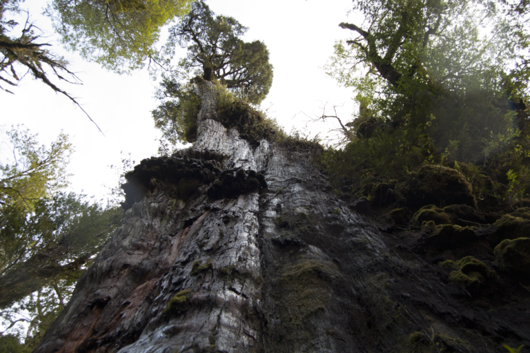 Το Gran Abuelo στη Χιλή είναι ίσως το αρχαιότερο ζωντανό δέντρο στον κόσμο
