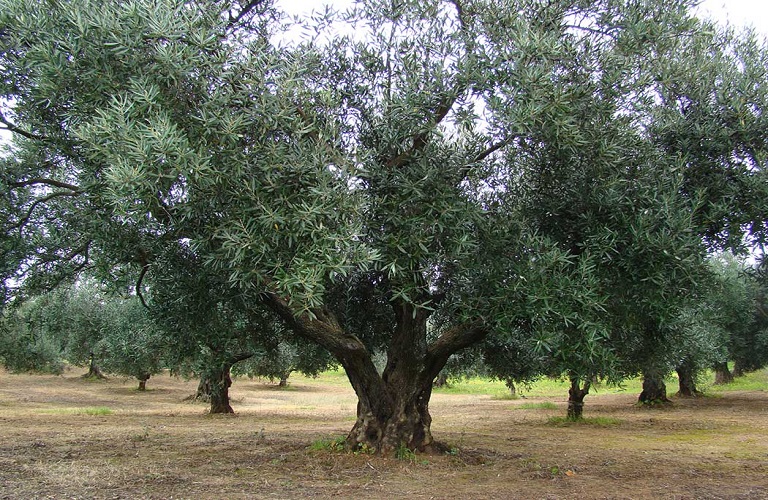 Συνεχίζεται η συζήτηση και οι αντιδράσεις για το ΠΟΠ ελιά Καλαμάτας