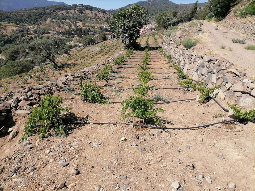 Βιωματικό εργαστήριο μπολιάσματος στην Ανεμώτια της Λέσβου