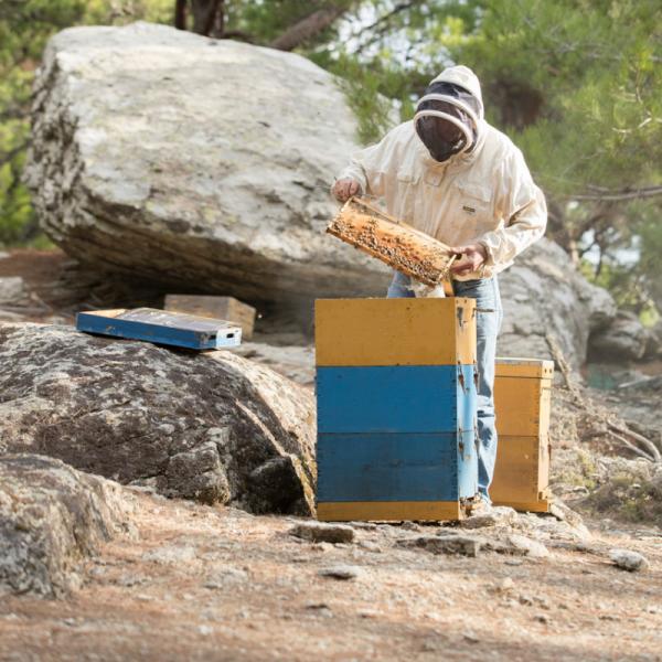 Μέχρι τις 20 Οκτωβρίου οι δηλώσεις συμμετοχής στο Πρόγραμμα Στήριξης των μελισσοκόμων