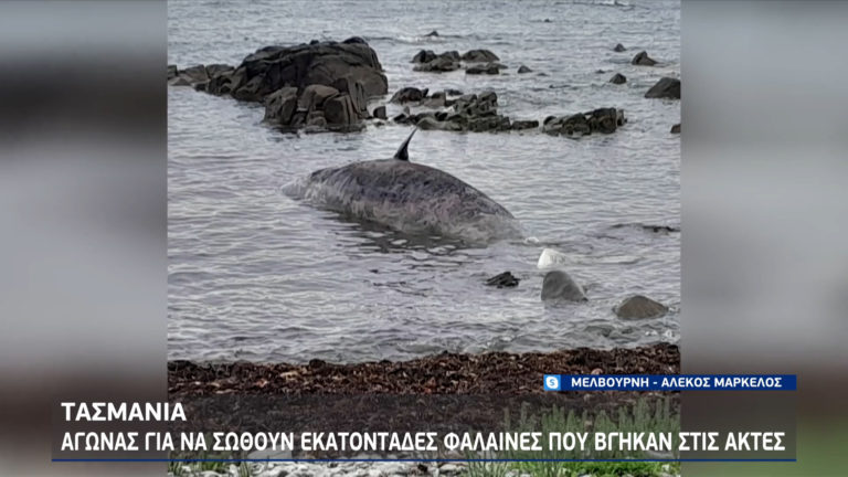 Αυστραλία: Εκβράστηκαν εκατοντάδες φάλαινες στις ακτές της Τασμανίας – Μάχη να κρατηθούν στη ζωή