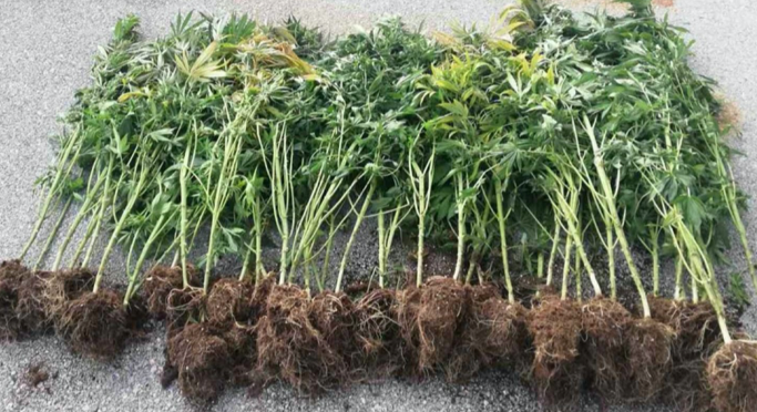 Κιλκίς: 54χρονος καλλιεργούσε δίμετρα χασισόδεντρα στην αυλή του