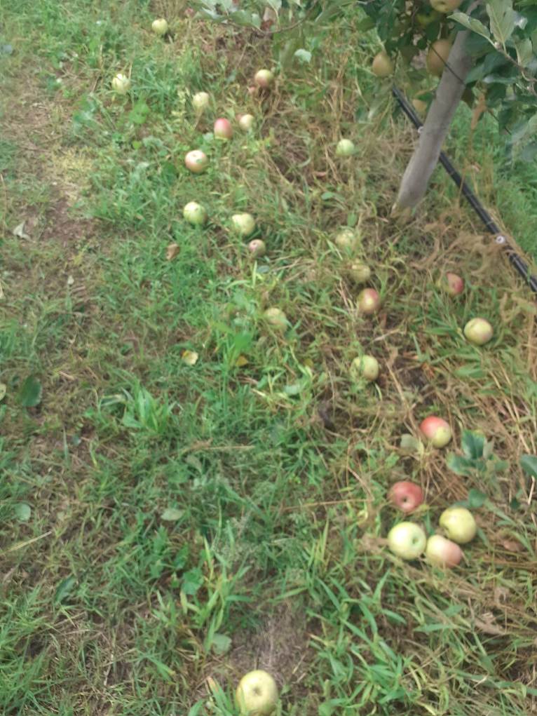 Αχλαδοχώρι: Ολική καταστροφή στα μήλα από το μπουρίνι