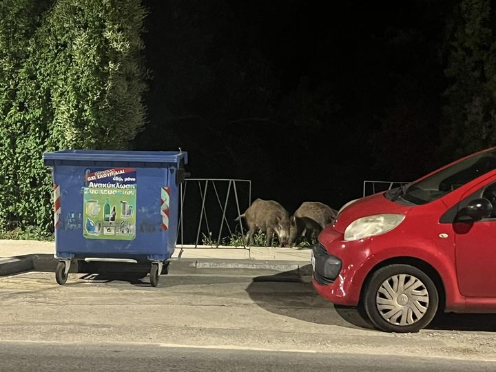 Θεσσαλονίκη: Αγριογούρουνα… βολτάρουν στα Πεύκα