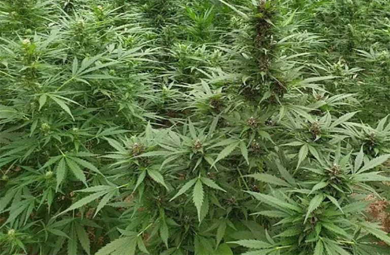 Συνελήφθη με δέκα δενδρύλλια χασίς στο σπίτι του στον Πύργο