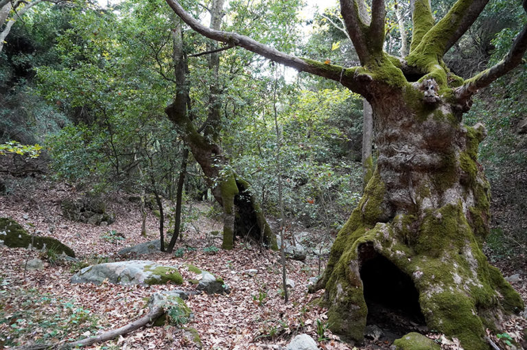 Στη Σκιάθο το 8ο Παγκόσμιο Συνέδριο Μονοπατιών