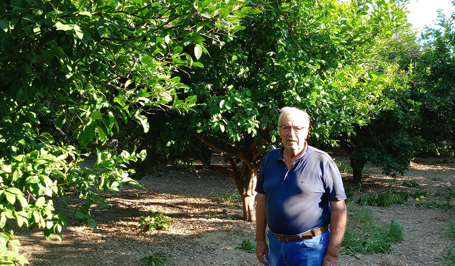 Ηλεία: Έκλεψαν παραγωγή λεμονιών δέκα τόνων