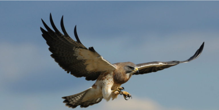 Θεσσαλονίκη: Γεράκι – το πτηνό σύμβολο των ΗΑΕ θα φιλοξενηθεί στη 86η ΔΕΘ