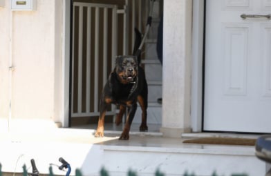 Βόλος: Συνελήφθη ιδιοκτήτης σκύλου που επιτέθηκε σε 40χρονο