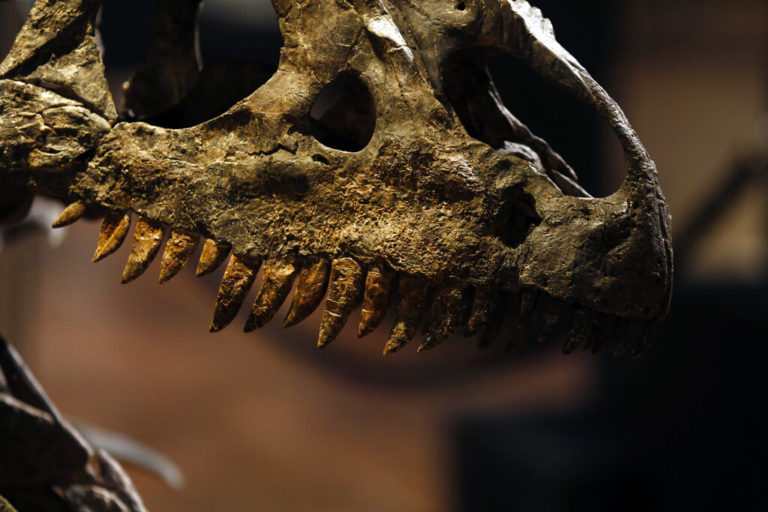Σκελετός δεινοσαύρου πωλείται σε δημοπρασία στο Παρίσι