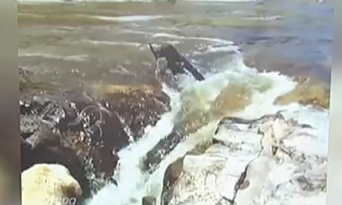 Εντυπωσιακή διάσωση σκύλου σε ποτάμι – Πώς ένα σκυλί έσωσε τον φίλο του από πνιγμό (video)