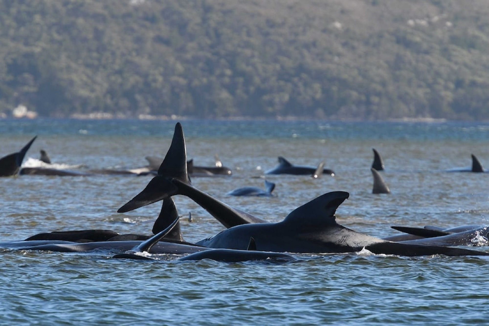 Αυστραλία: Νέα μαζική άφιξη φαλαινών στις ακτές της Τασμανίας