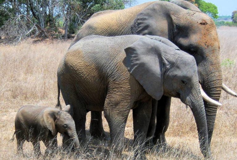 Ζιμπάμπουε: Μετακινούνται 2.500 άγρια ζώα λόγω της κλιματικής αλλαγής