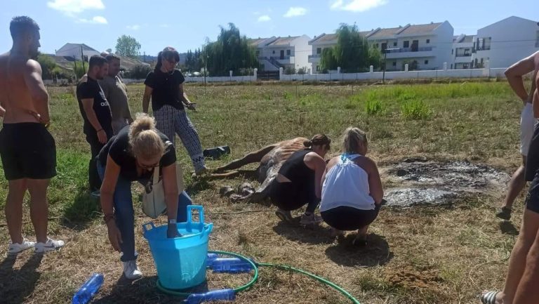 Απάνθρωπη αδιαφορία στην Κέρκυρα: Άφησαν άλογο χωρίς τροφή και νερό – Δεν άντεξε το άτυχο ζώο