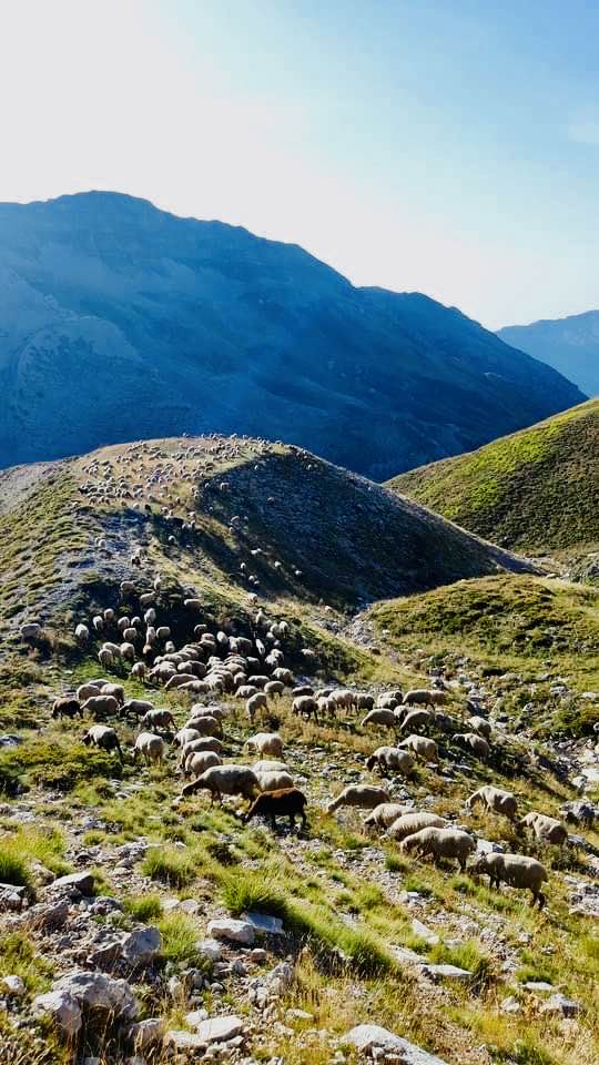 Ήπειρος: Ανατιμήσεις αλλά και ελλείψεις σε κρέας και γάλα