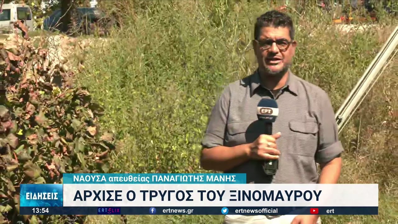 Νάουσα: Άρχισε ο τρύγος του ξινόμαυρου