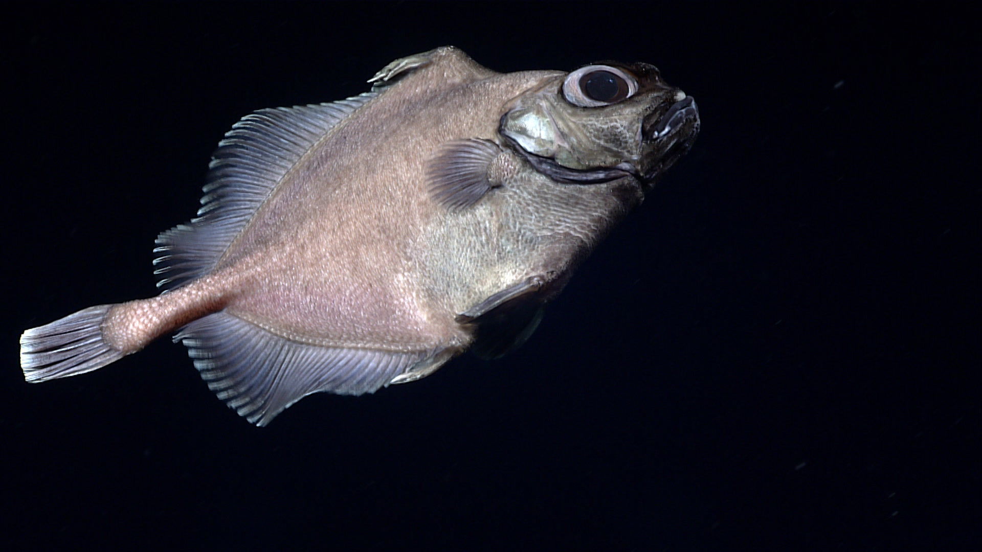 Επιστήμονες εντόπισαν ψάρι “oreo” στον Ατλαντικό Ωκεανό (video)