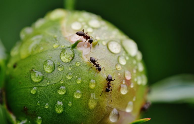 Επιστήμονες υπολόγισαν πόσα μυρμήγκια υπάρχουν στη Γη