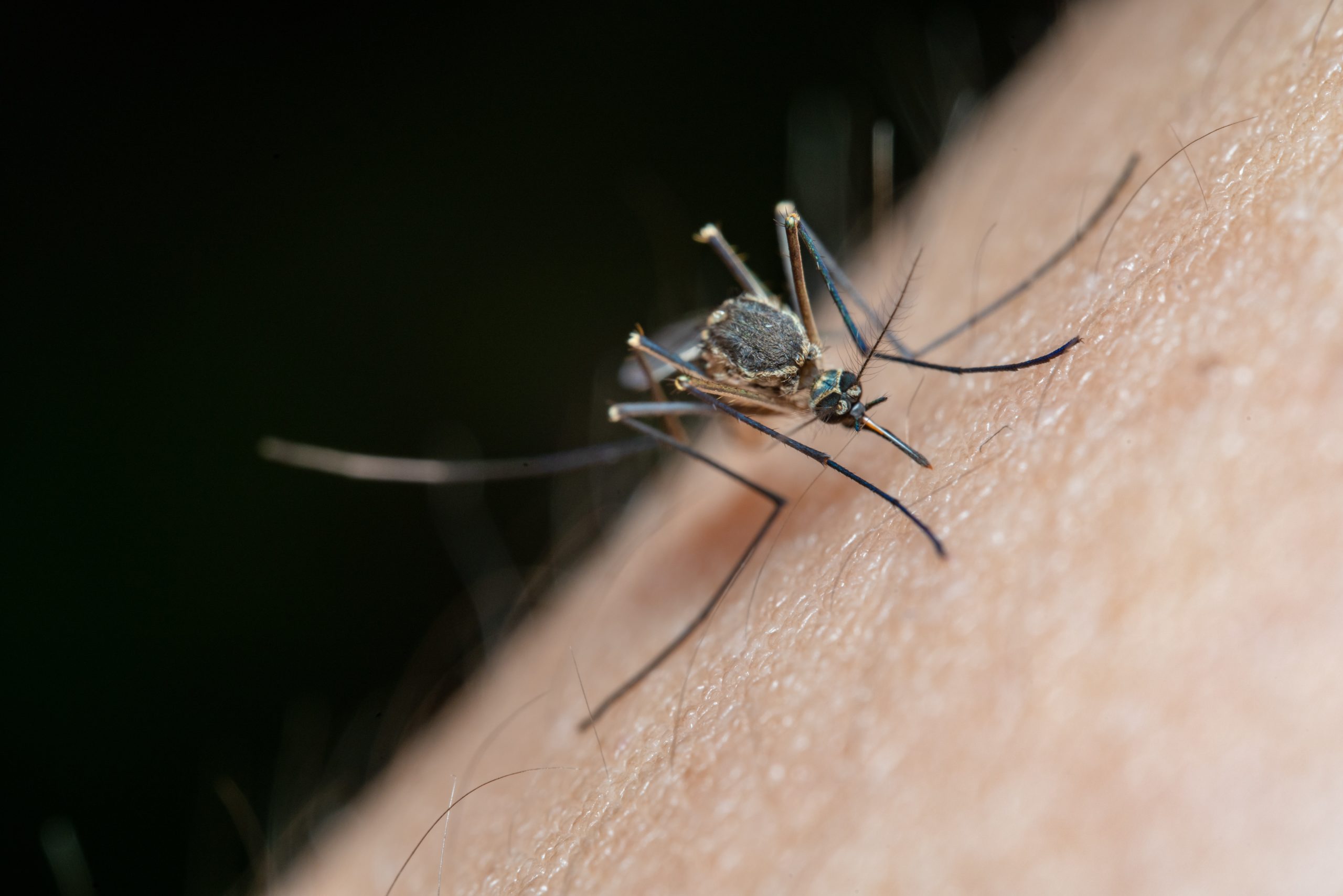 Γενετικά τροποποιημένα κουνούπια: Ελπίδα στη μάχη κατά της ελονοσίας με ελληνοκυπριακή σφραγίδα