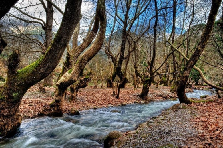 Η νόσος των πλατάνων έχει αφανίσει χιλιάδες δένδρα