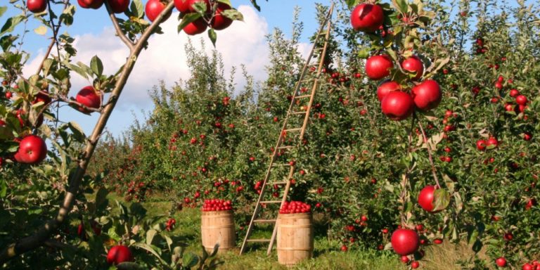 Κίνδυνος υποβάθμισης μήλων Ζαγοράς – Έλλειψη εργατών γης για τη συγκομιδή