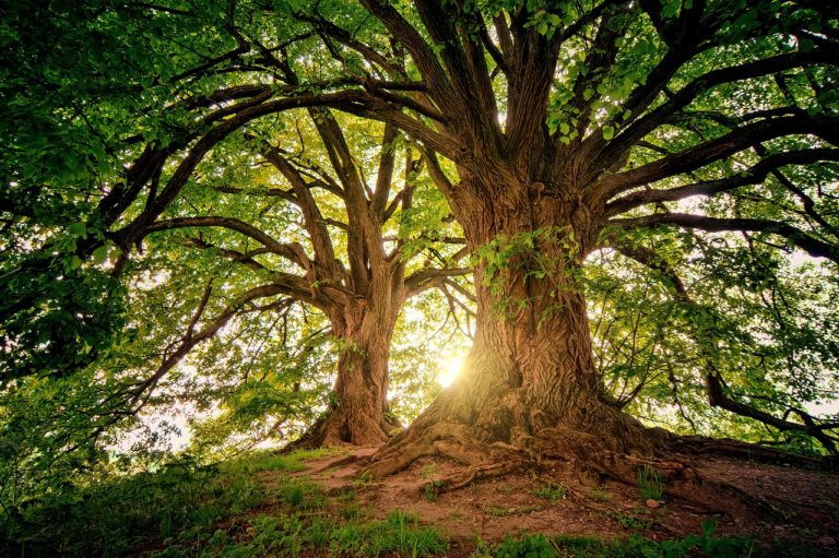 Έρευνα: Τα δέντρα αναπτύσσονται ταχύτερα εξαιτίας του διοξειδίου του άνθρακα στην ατμόσφαιρα