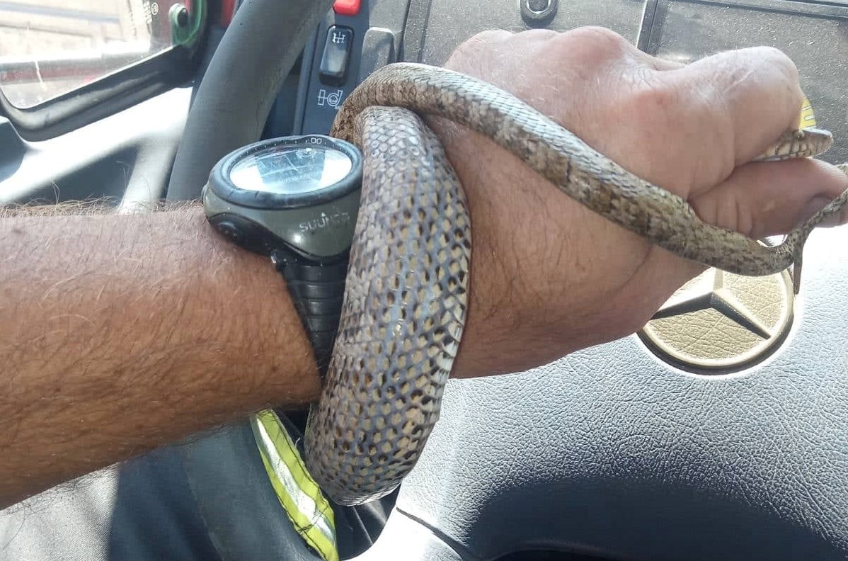 Χανιά: Βρήκε… φίδι σε κλουβί με καναρίνια