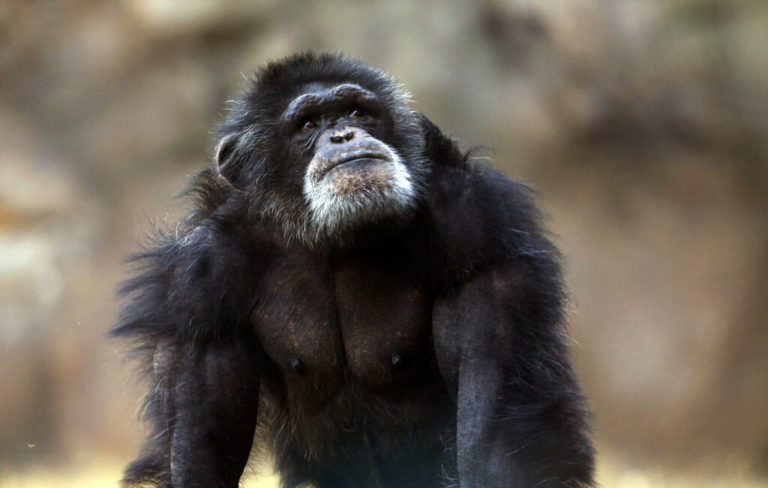 Πόσο DNA μοιράζονται οι άνθρωποι με τους Bonobo και τους χιμπατζήδες