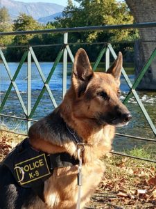 Άρτα: Αστυνομικός σκύλος βρήκε παραισθησιογόνα μανιτάρια που καλλιεργούσε φοιτητής