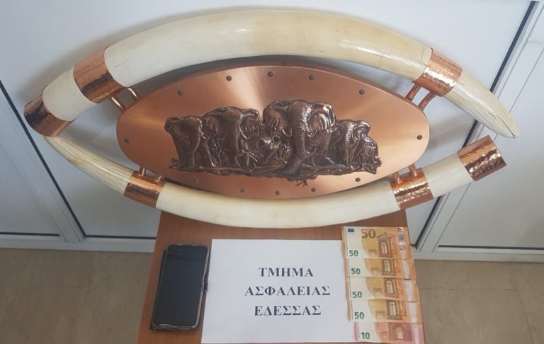 Πέλλα: Συνελήφθη 47χρονος που επιχείρησε να πουλήσει ελεφαντόδοντο στο διαδίκτυο