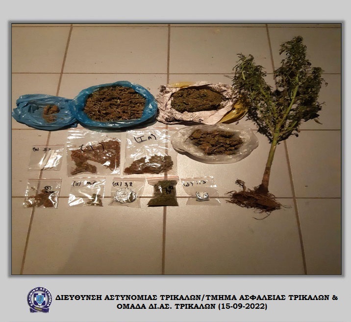 Από το Βόλο συνελήφθησαν στα Τρίκαλα για κατοχή και καλλιέργειας κάνναβης