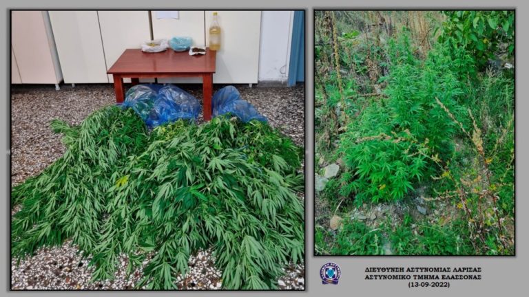 Σύλληψη για καλλιέργεια 17 δενδρυλλίων κάνναβης σε αυλή σπιτιού σε χωριό της Ελασσόνας