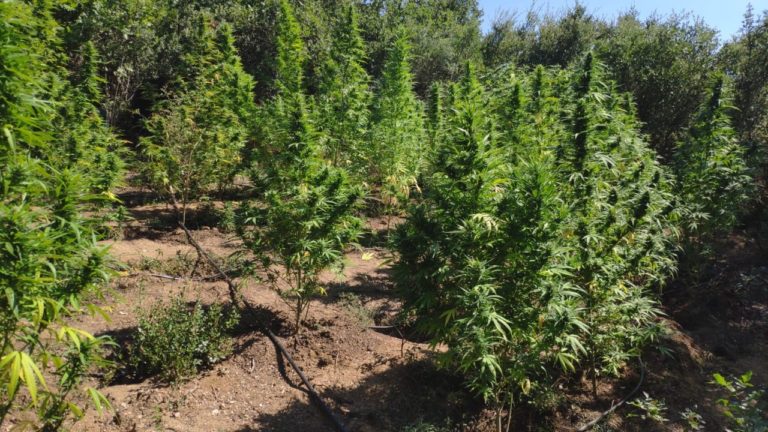 Θεσσαλονίκη: Καλλιεργούσαν 30 δενδρύλλια κάνναβης σε δύσβατη αγροτική περιοχή