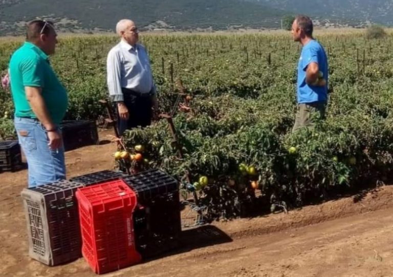 Γ. Παπαηλιού για τις ζημιές στην ντομάτα της Κανδήλας: ” Η καταστροφή υπήρξε ολοκληρωτική “