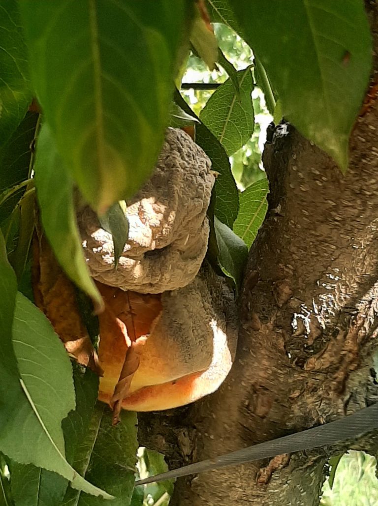 Αναφορά Βουλευτή ΣΥΡΙΖΑ Φλώρινας για προβλήματα ροδακινοπαραγωγών