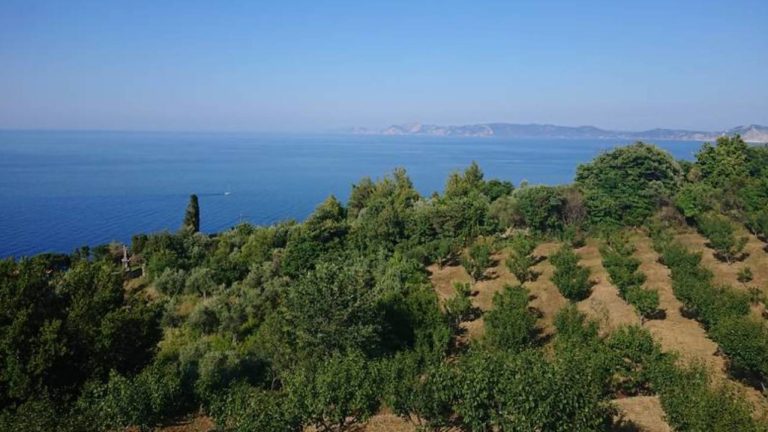 Δήμαρχος Σκοπέλου: Κίνδυνος πυρκαγιάς από υπολείμματα καθαρισμού γραμμών μέσης τάσης