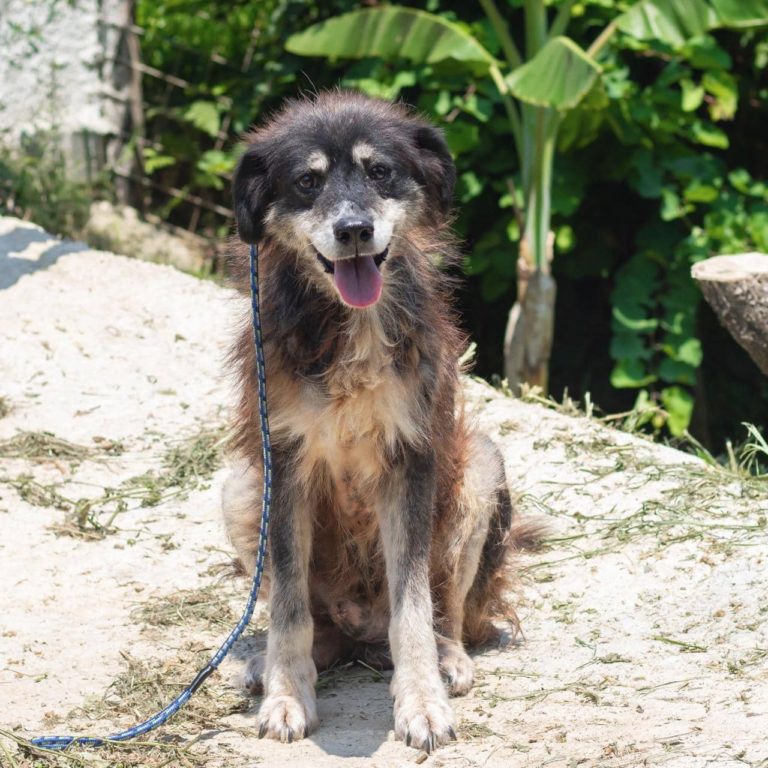 Για δέκα μήνες χωρίς κτηνίατρο η Ζαγορά – Τι καταγγέλλουν οι “Φιλόζωοι Ανατολικού Πηλίου”