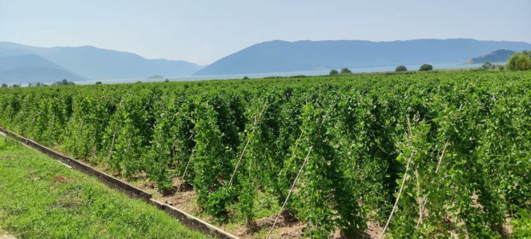 Καστοριά: Έκλεψαν φασόλια από χωράφια – 24ωρες περιπολίες μέχρι το αλώνισμα