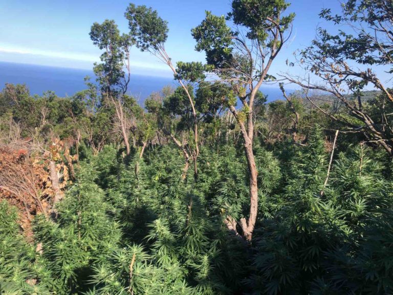 Τεράστια χασισοφυτεία με 2.440 δενδρύλλια στη Μαγνησία «ξετρύπωσε  η Δίωξη Ναρκωτικών Πάτρας
