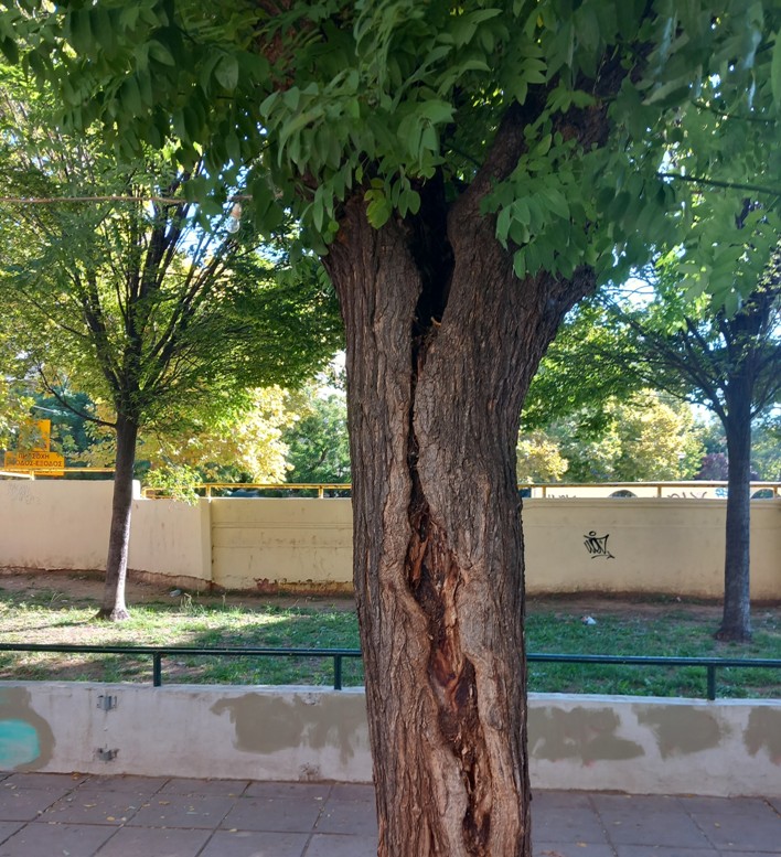 Θεσσαλονίκη: Παρεμβάσεις στα 175 επικίνδυνα δέντρα της οδού Κρήτης