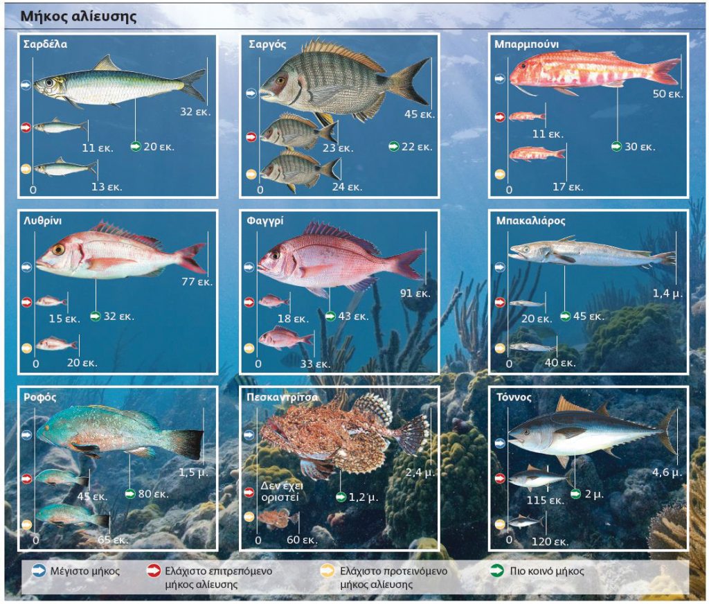 Θεσσαλονίκη: Κατασχέθηκαν 600 κιλά ψάρια μικρότερα του επιτρεπόμενου ελάχιστου μεγέθους