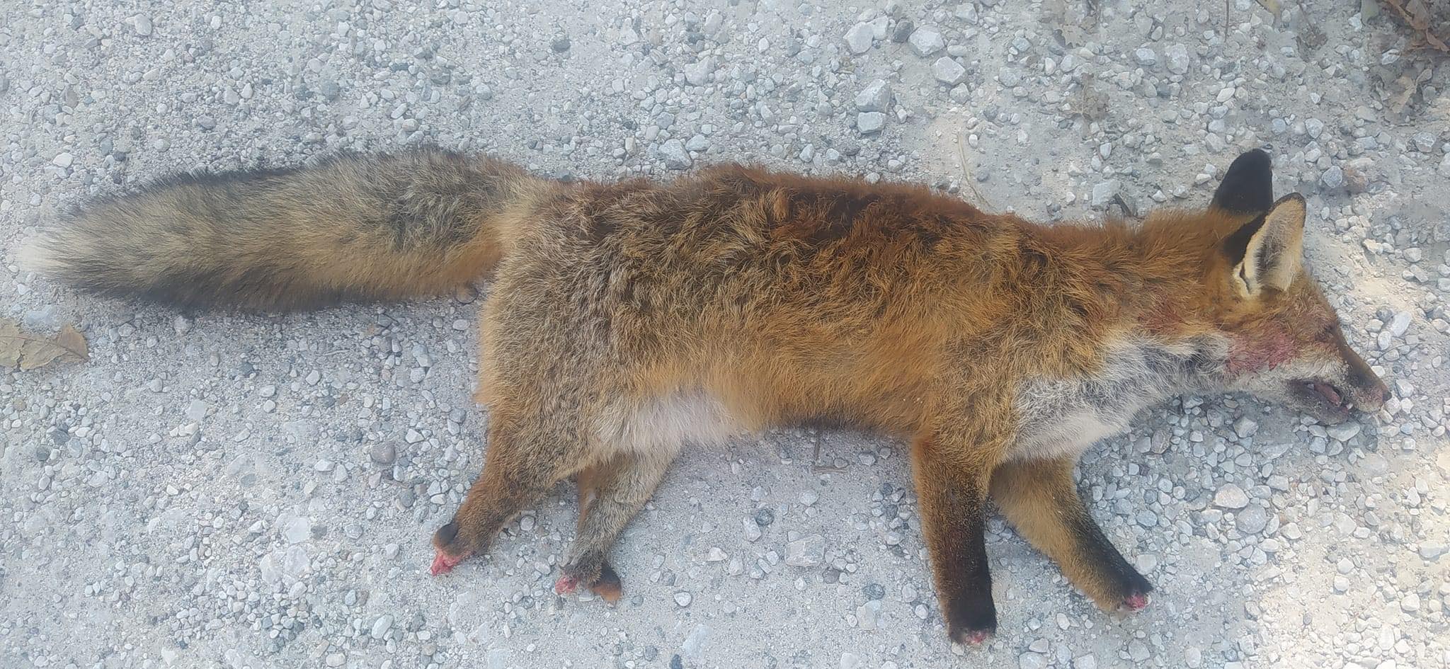 Καστοριά: Αγρια κακοποίηση αλεπούς