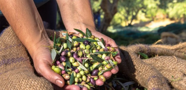 Πρωτιά για την Ελλάδα στην παραγωγή ελαιολάδου