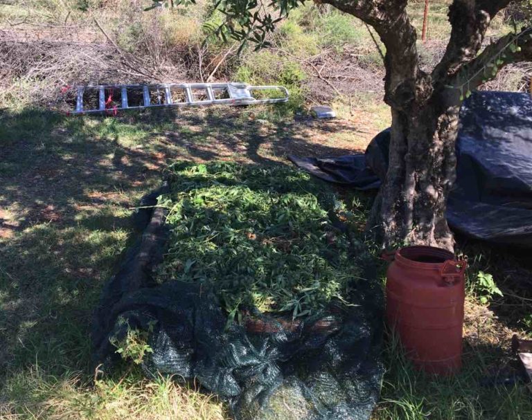 Καλαμάτα: Συνελήφθη 70χρονος που έκρυβε 6,5 κιλά χασίς στο αγρόκτημα του