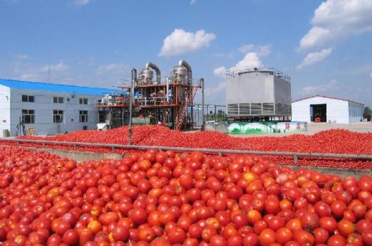 Δυναμική επιστροφή στην καλλιέργεια ντομάτας στον κάμπο των Σερρών
