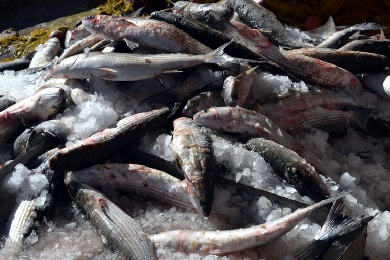 Ένθετο Παραγωγή: Ρεκόρ δεκαετίας στις πωλήσεις για τα ψάρια της ελληνικής ιχθυοκαλλιέργειας
